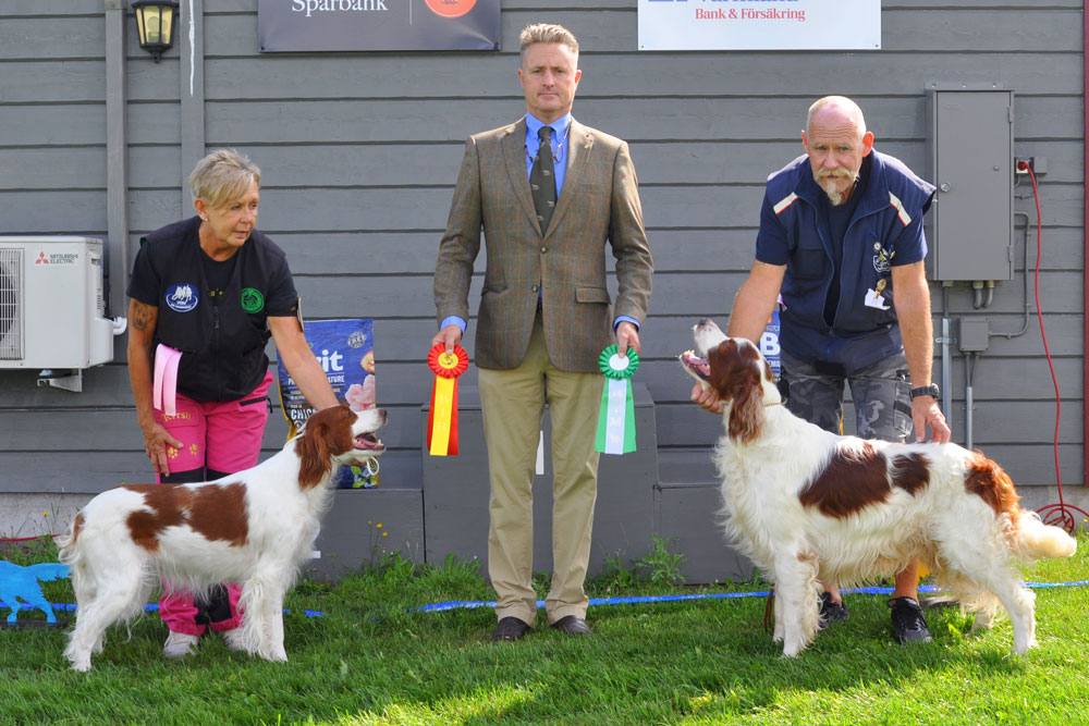 BIR IRVS MAC GORDON'S DOUBLE GLOUCESTER, BIM IRVS CASSAIR SHADOW DOG 