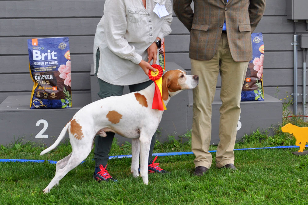 BIR POINTER EAST MEADOWS TITAN 